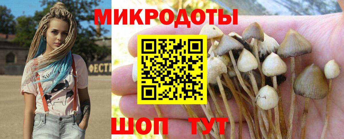 Псилоцибиновые грибы Psilocybe  Вход с VPN  Заводоуковск 